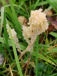 Attēlu rezultāti vaicājumam “Didymium spongiosum spores”