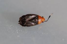 Attēlu rezultāti vaicājumam “Capsus ater”