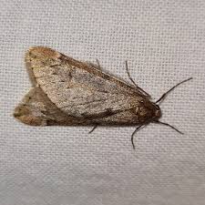 Attēlu rezultāti vaicājumam “Alsophila aescularia”