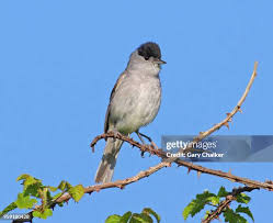 Image result for Sylvia atricapilla