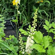 Image result for Silberkerze