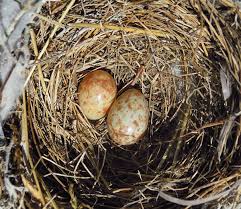 Attēlu rezultāti vaicājumam “Muscicapa striata nest”