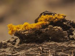 Attēlu rezultāti vaicājumam “Oligonema favogineum”