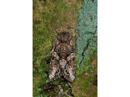 Attēlu rezultāti vaicājumam “Lacanobia contigua imago”