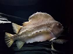 Image result for Cyclopterus lumpus