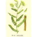 <b>Astragalus membranaceus</b>