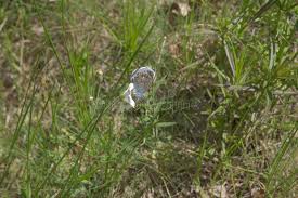 Attēlu rezultāti vaicājumam “Agrodiaetus amandus male”