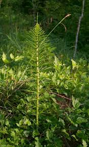 Attēlu rezultāti vaicājumam “Equisetum telmateia”