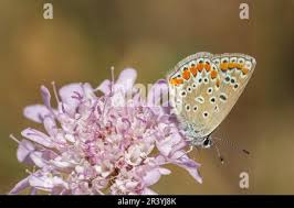 Attēlu rezultāti vaicājumam “Polyommatus icarus female”