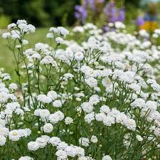 Attēlu rezultāti vaicājumam “Achillea ptarmica flower”
