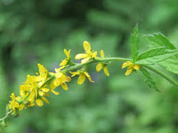 Attēlu rezultāti vaicājumam “Agrimonia pilosa flower”