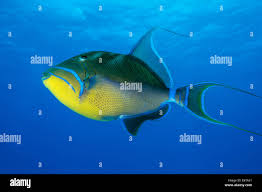 Image result for Balistes vetula