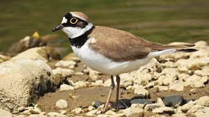 Attēlu rezultāti vaicājumam “Charadrius dubius adult”