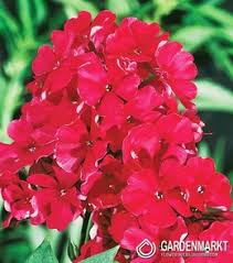 Image result for Phlox (großblumig)