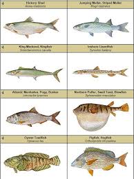 Image result for Alosa mediocris