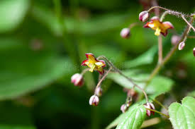 Attēlu rezultāti vaicājumam “Epimedium alpinum  flower”
