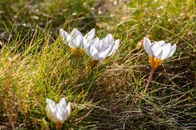 Attēlu rezultāti vaicājumam “Crocus vernus subsp. vernus”