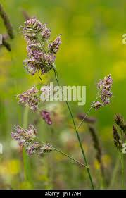 Attēlu rezultāti vaicājumam “Holcus lanatus  flower”