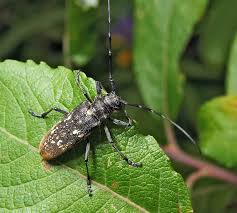 Attēlu rezultāti vaicājumam “Monochamus urussovi”