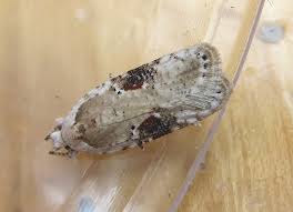 Attēlu rezultāti vaicājumam “Agonopterix alstromeriana”