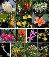 Attēlu rezultāti vaicājumam “Apocynaceae”