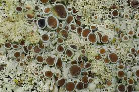 Attēlu rezultāti vaicājumam “Physcia tenella”