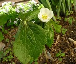 Attēlu rezultāti vaicājumam “Podophyllum hexandrum flower”