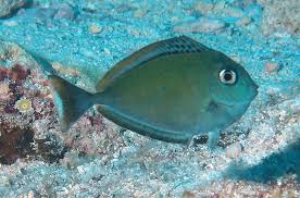 Image result for Naso hexacanthus