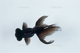 Image result for 出目金