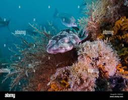 Image result for Haploblepharus pictus