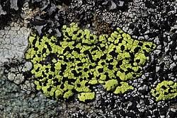 Attēlu rezultāti vaicājumam “Rhizocarpon geographicum”