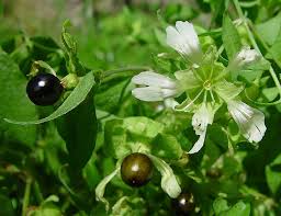 Attēlu rezultāti vaicājumam “Silene baccifera”