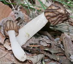 Attēlu rezultāti vaicājumam “Ceratiomyxa morchella stalked”