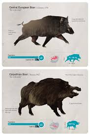 Attēlu rezultāti vaicājumam “Sus scrofa”
