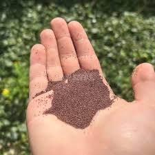 Image result for Oregano