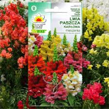 Image result for Antirrhinum majus maximum