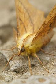 Attēlu rezultāti vaicājumam “Ennomos alniaria”