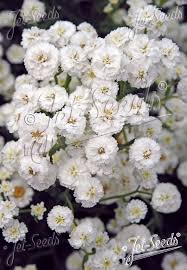 Attēlu rezultāti vaicājumam “Achillea ptarmica flower”