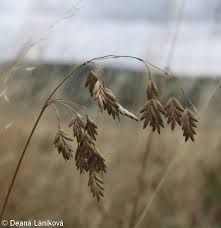Attēlu rezultāti vaicājumam “Bromus secalinus”