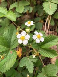 Attēlu rezultāti vaicājumam “Fragaria moschata flower”