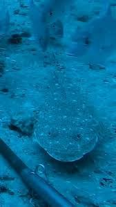 Image result for Platycephalus richardsoni