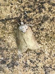 Attēlu rezultāti vaicājumam “Nycteola sp.”