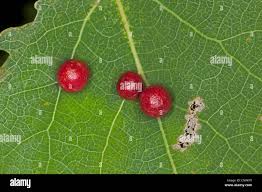 Attēlu rezultāti vaicājumam “Harmandia”