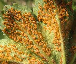 Attēlu rezultāti vaicājumam “Trachyspora intrusa”