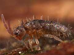 Attēlu rezultāti vaicājumam “Heteromurus nitidus”