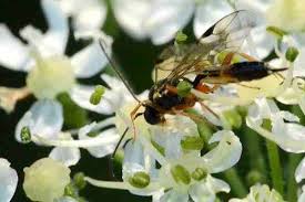 Attēlu rezultāti vaicājumam “Eulithis pyraliata”