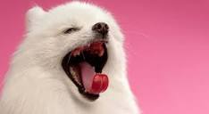 Why Do Dogs Yawn? 5 Common Reasons! - Proud Dog Mom