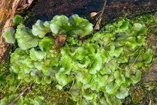 Attēlu rezultāti vaicājumam “Pellia epiphylla sporophyte”
