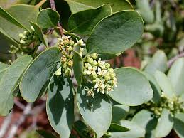 Attēlu rezultāti vaicājumam “Santalaceae”