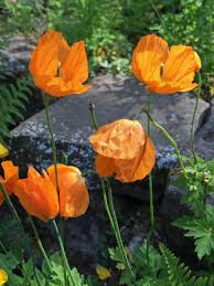 Image result for Meconopsis cambrica
